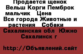 Продается щенок Вельш Корги Пемброк мальчик › Цена ­ 65 000 - Все города Животные и растения » Собаки   . Сахалинская обл.,Южно-Сахалинск г.